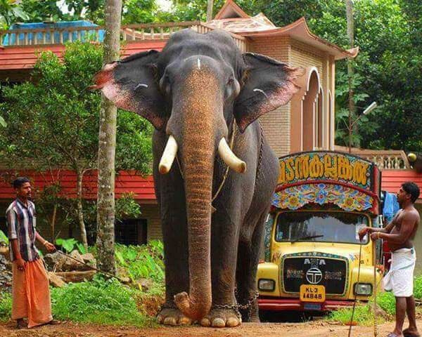 Kerala: naturaleza en estado puro (viaje en privado)