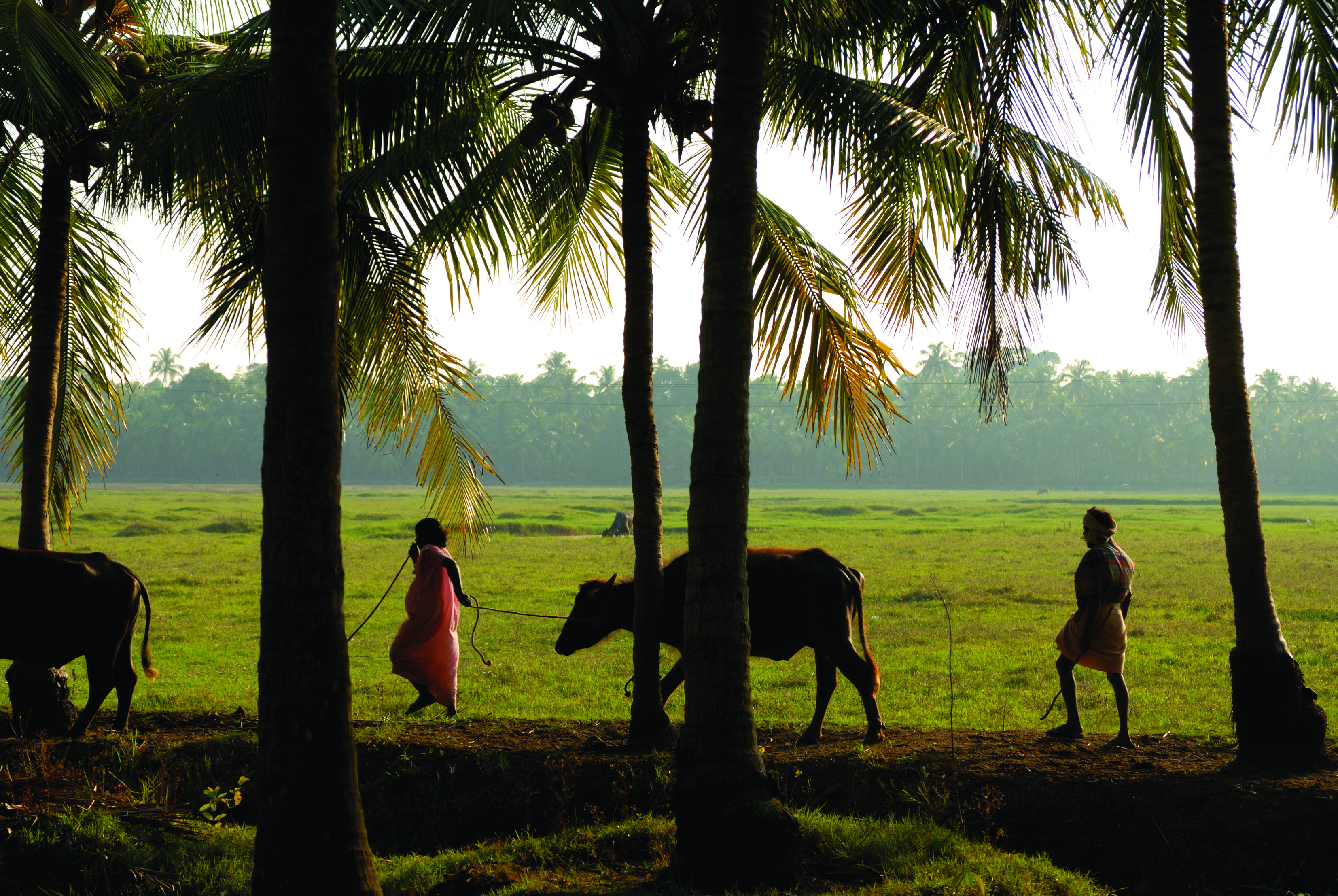 Vivencias del sur de India