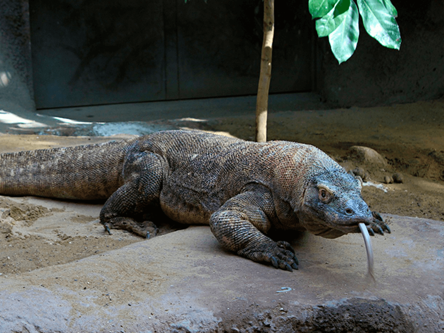 Bali y dragones de Komodo