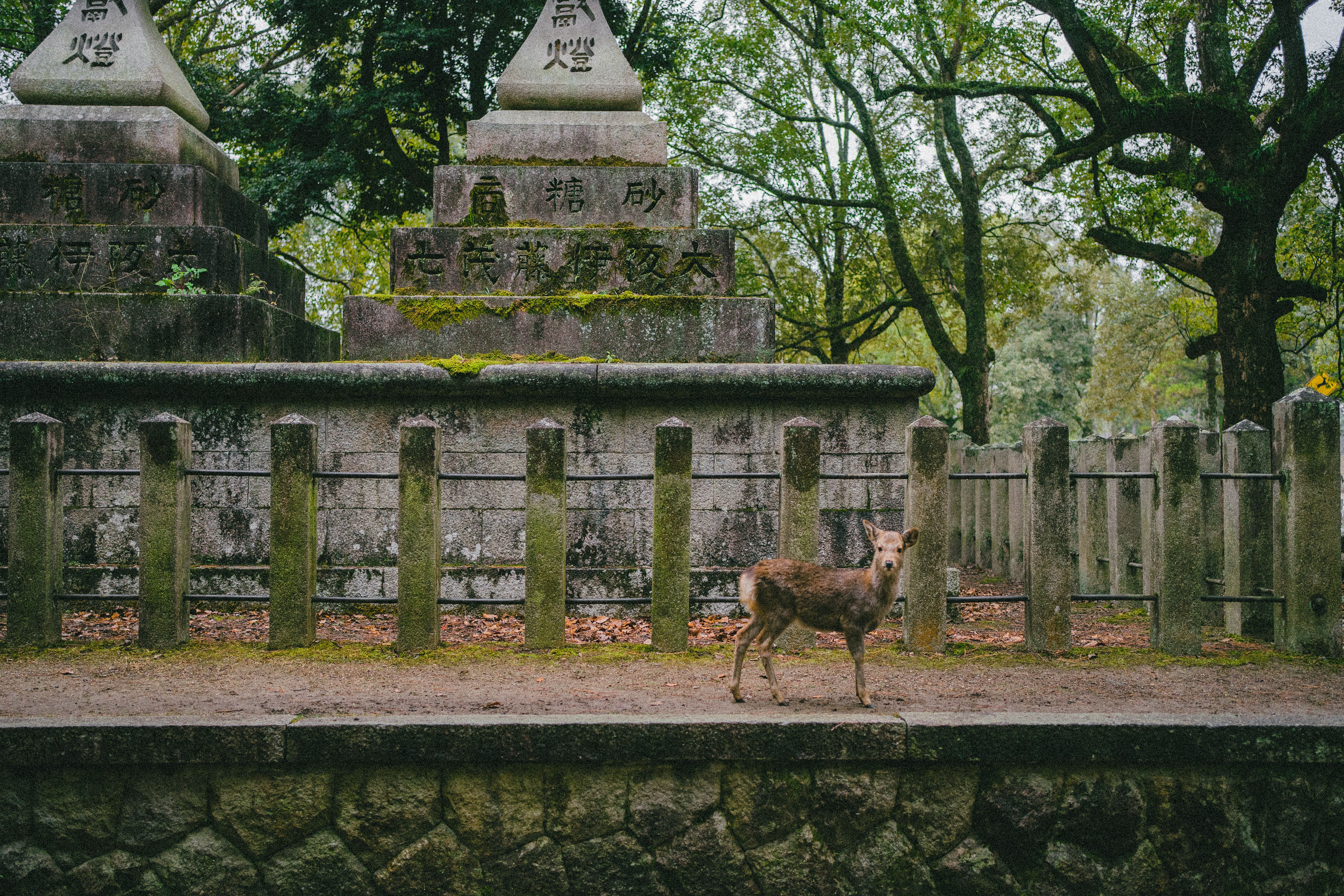 Japón Hachiman (viaje en grupo)